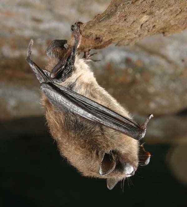 Bats underground